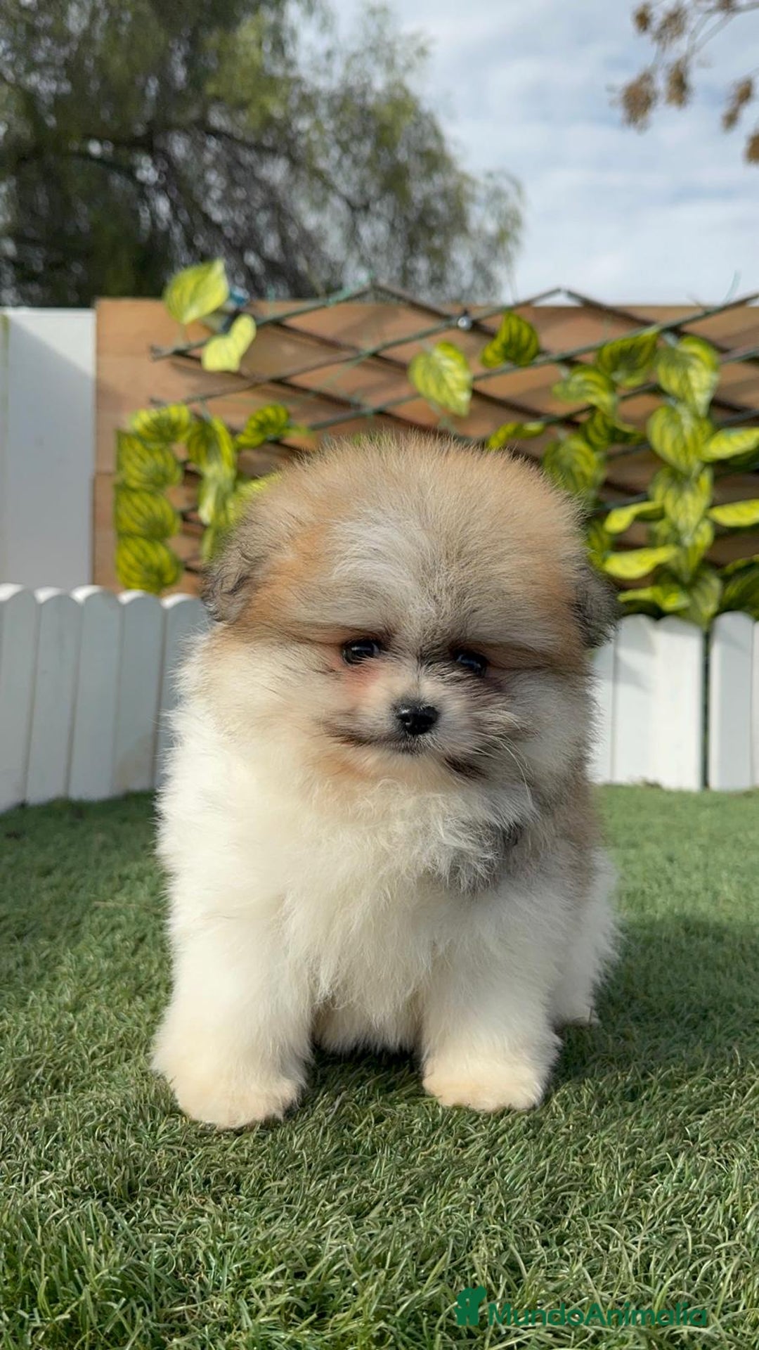 Pomerania perros en venta: POMERANIA HEMBRA - Anuncio 10