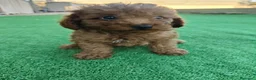 Caniche Toy perros en venta: Caniche Toy - Anuncio 5