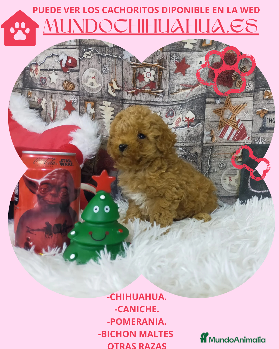 Pomerania perros en venta: PRECIOSO CACHORITO DE POMERANIA TOY - Anuncio 9
