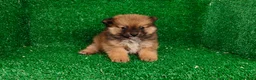 Pomerania perros en venta: Pomerania  - Anuncio 8