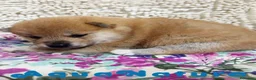 Shiba Inu perros en venta: Shiba Inu Hembra de Maya y Silvio 1829- AQUANATURA en Barcelona - Anuncio 4