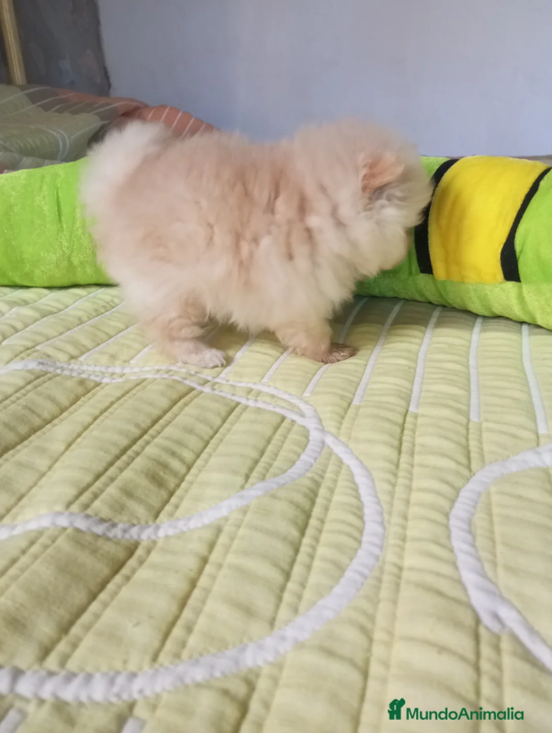 Pomerania perros en venta: Lulu pomerania  - Anuncio 10