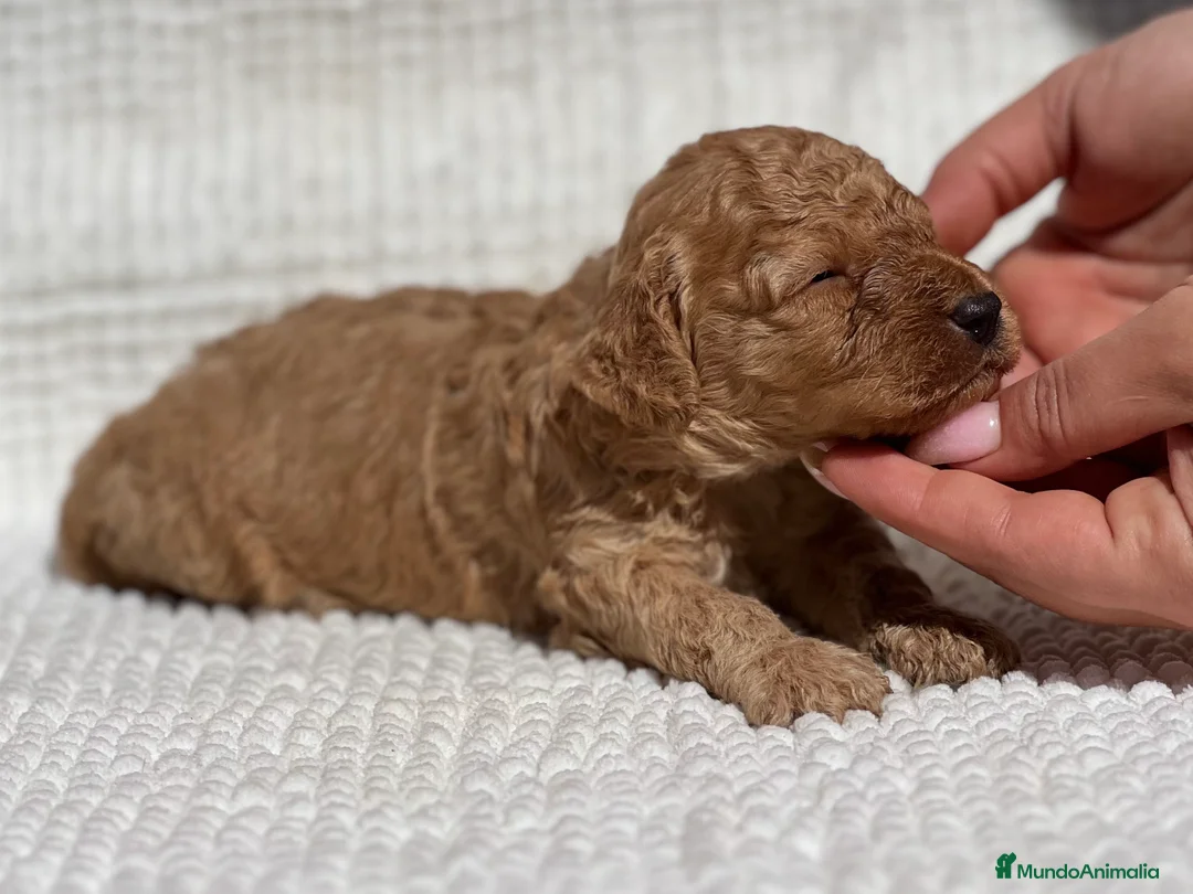 Caniche Enano perros en venta: CANICHE ENANO APRICOT  - Anuncio 4