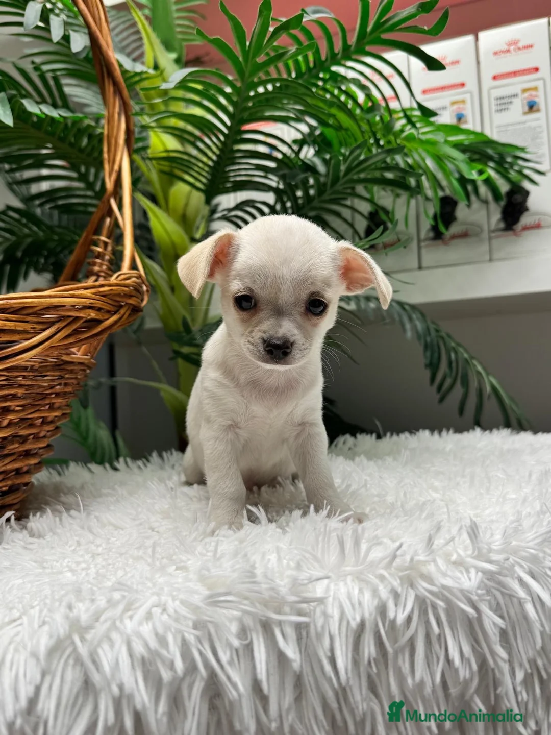 Chihuahua perros en venta: CHIHUAHUA - Anuncio 13