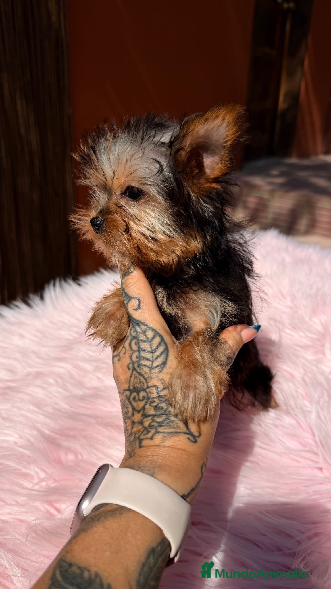 Yorkshire Terrier perros Yorkshire hembra Minitoy  - Anuncio 2