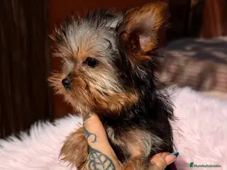 Yorkshire Terrier perros Yorkshire hembra Minitoy - Anuncio 8