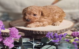 Caniche Toy perros en venta: Caniche apricot - Anuncio 2