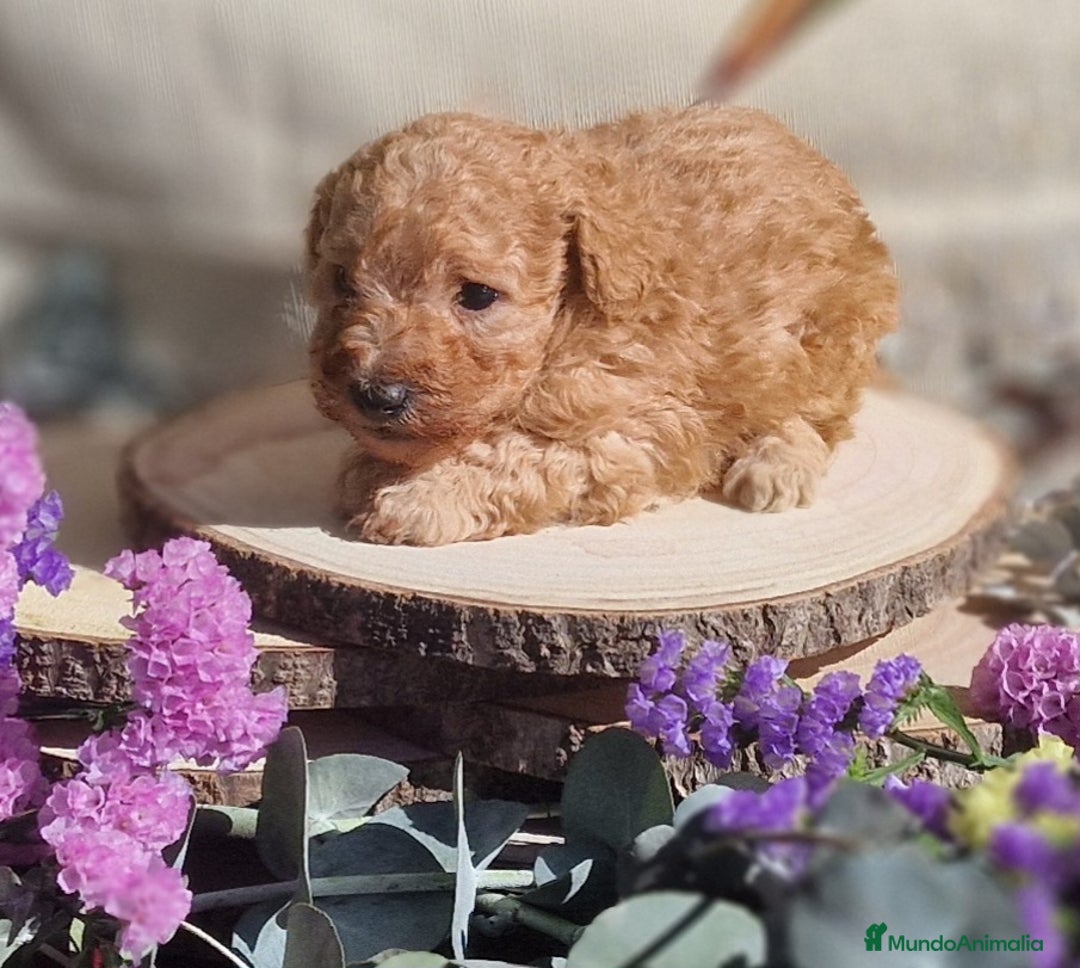 Caniche Toy perros en venta: Caniche apricot - Anuncio 2