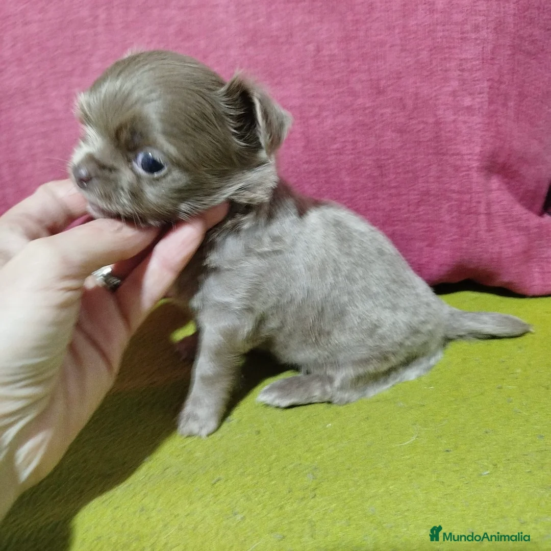 Chihuahua perros en venta: Chihuahua Pelo Largo - Anuncio 4