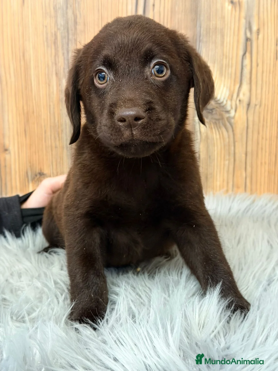 Labrador Retriever perros en venta: LABRADOR CHOCOLATE MACHO - Anuncio 3