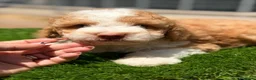 Perro de Agua Español perros en venta: Perro de agua español  - Anuncio 10