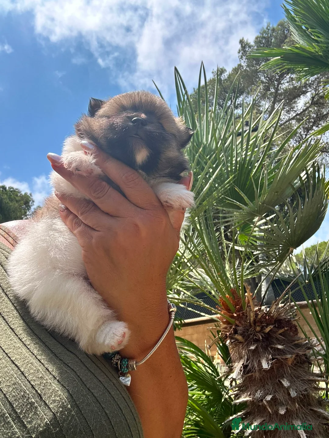 Pomerania perros en venta: Pomerania Toy hembra  - Anuncio 5