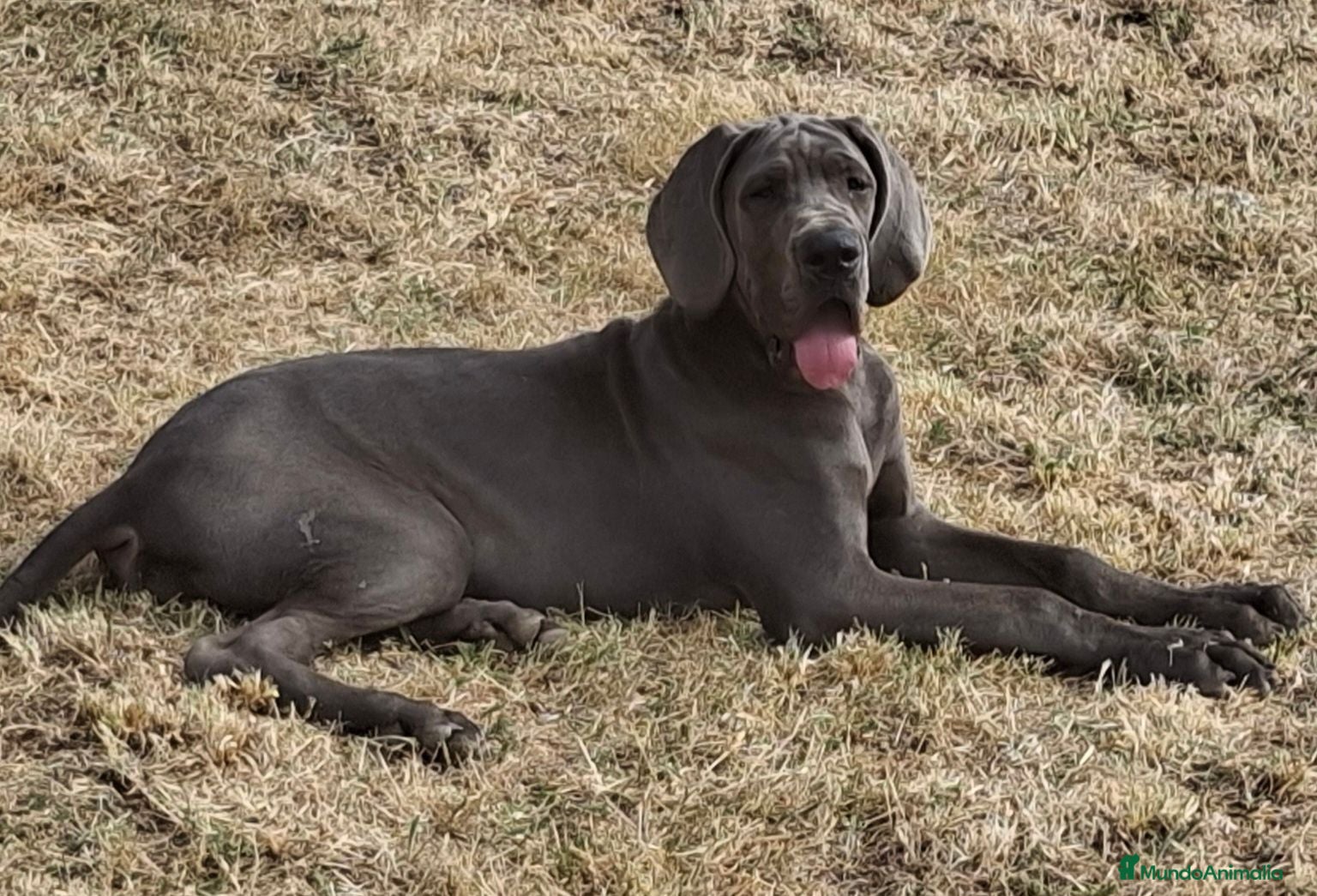 Dogo Alemán perros Dogo Alemán  - Anuncio 1