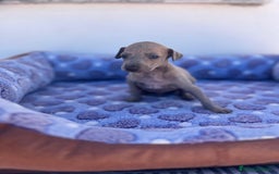 Whippet perros en venta: Whippet blue  - Imagen 26