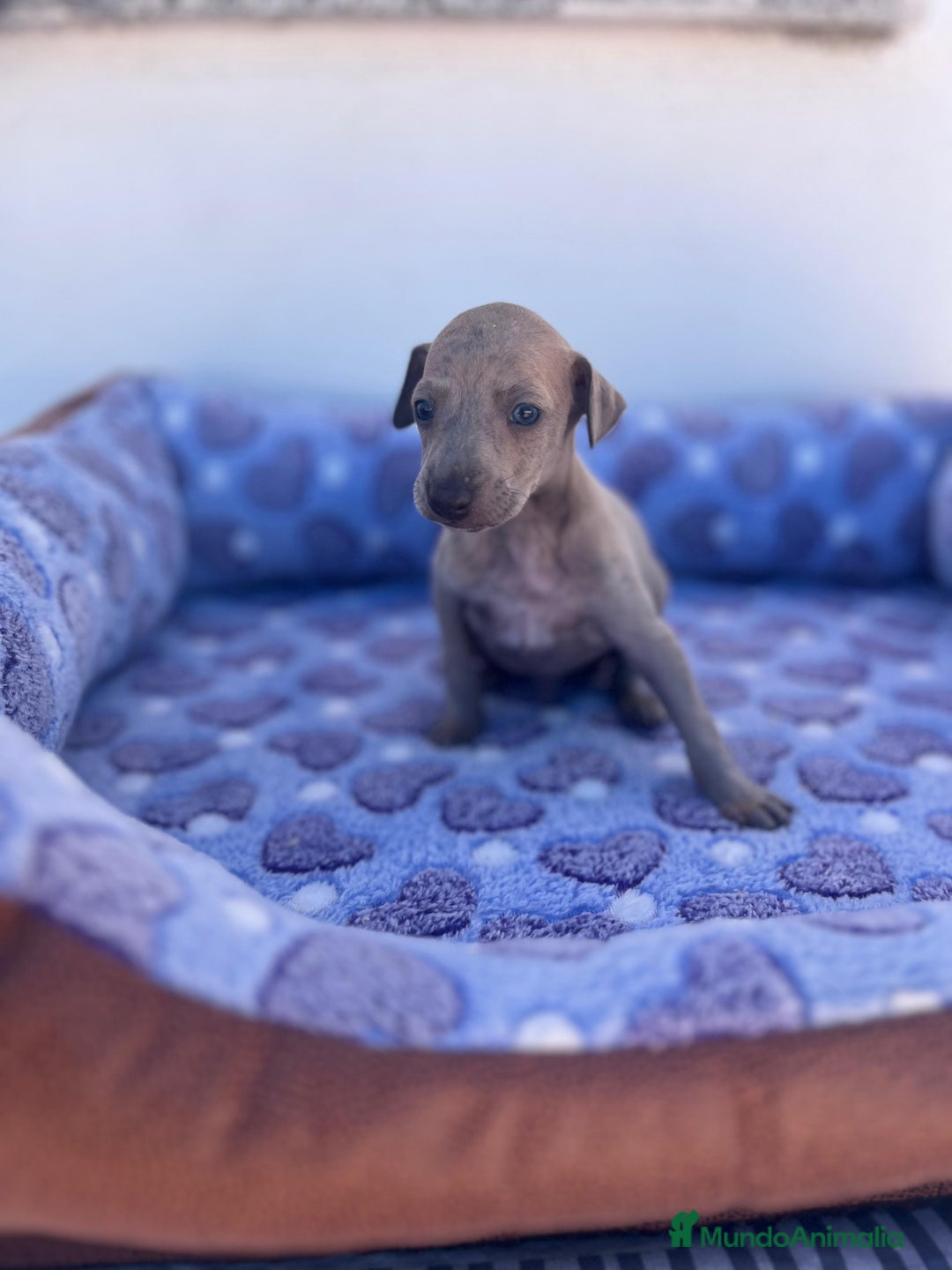 Whippet perros en venta: Whippet blue  - Imagen 26