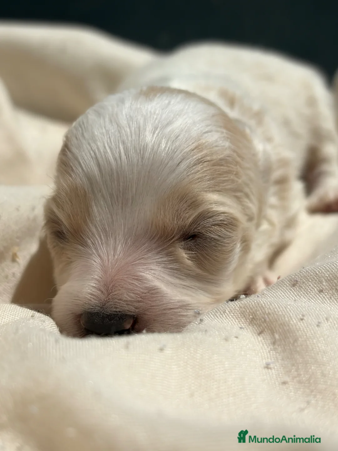 Maltipoo perros en venta: Maltipoo - Anuncio 2