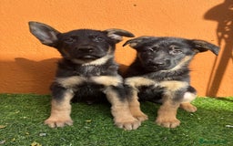 Pastor Alemán perros en venta: PASTOR ALEMAN  - Imagen 1