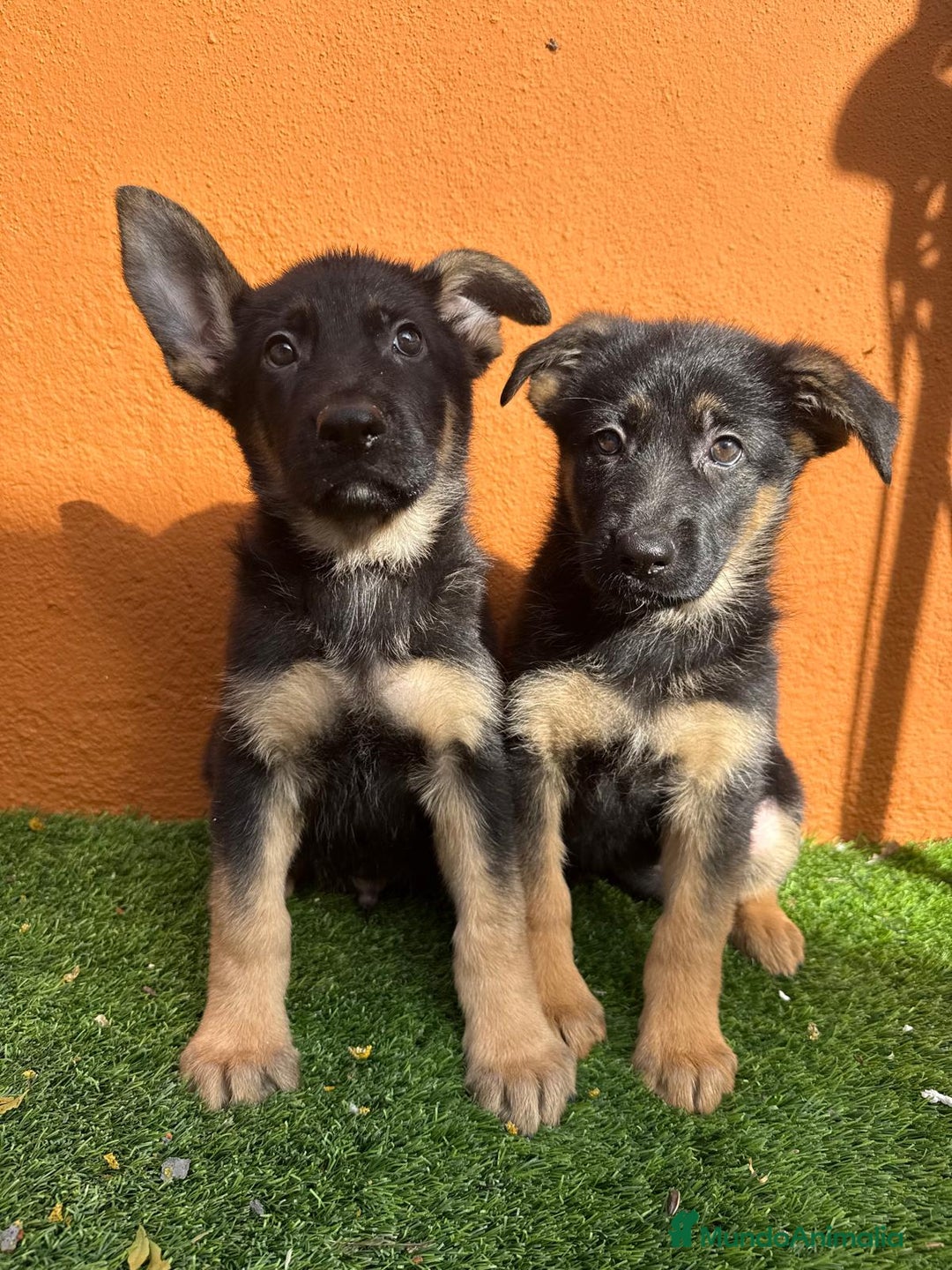 Pastor Alemán perros en venta: PASTOR ALEMAN  - Imagen 1