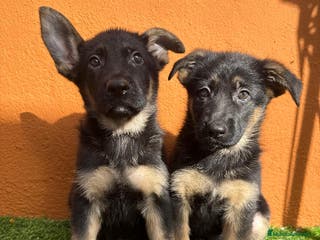 Pastor Alemán perros PASTOR ALEMAN - Anuncio 1