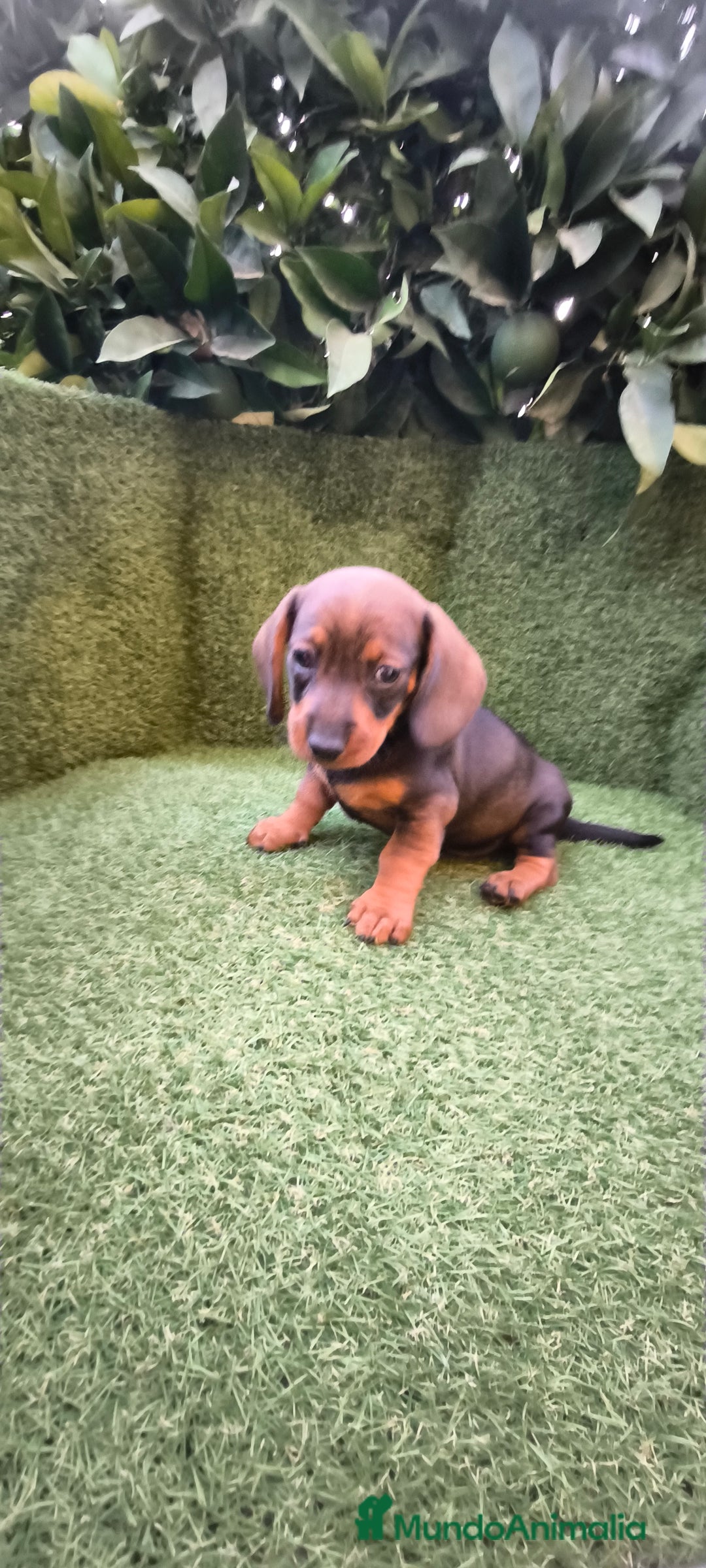 Teckel Miniatura perros en venta:  teckel miniatura  color jabali - Imagen 12