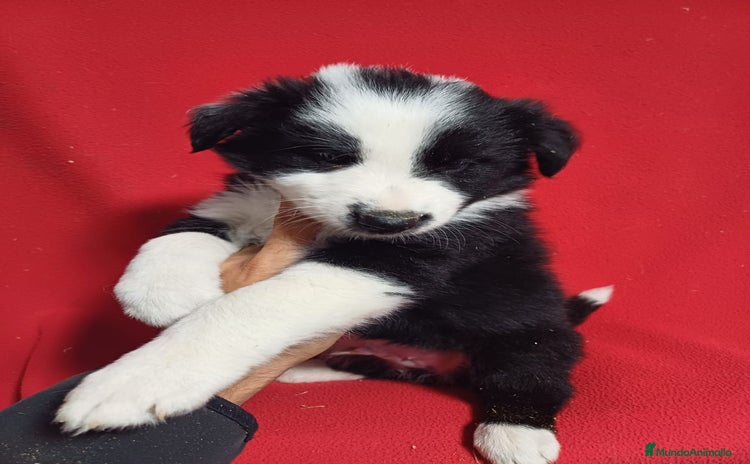 Border Collie perros Border Collie Blanco y Negro  - Anuncio 1