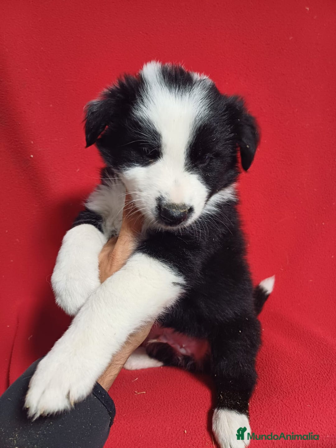Border Collie perros en venta: Border Collie Blanco y Negro  - Anuncio 1