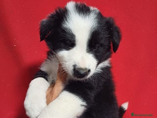 Border Collie perros Border Collie Blanco y Negro - Anuncio 24