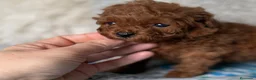 Caniche Toy perros en venta: Caniche Toy hembra (líneas asiáticas ) - Anuncio 2