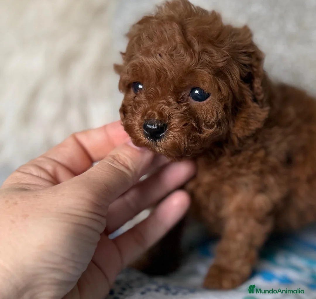 Caniche Toy perros en venta: Caniche Toy hembra (líneas asiáticas ) - Anuncio 2