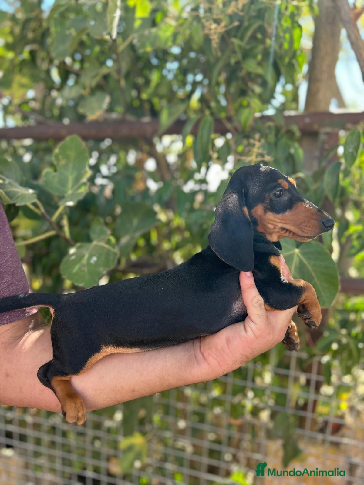 Teckel Miniatura perros HEMBRA TECKEL KANINCHEN - Anuncio 1