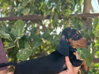 Teckel Miniatura perros HEMBRA TECKEL KANINCHEN - Anuncio 39