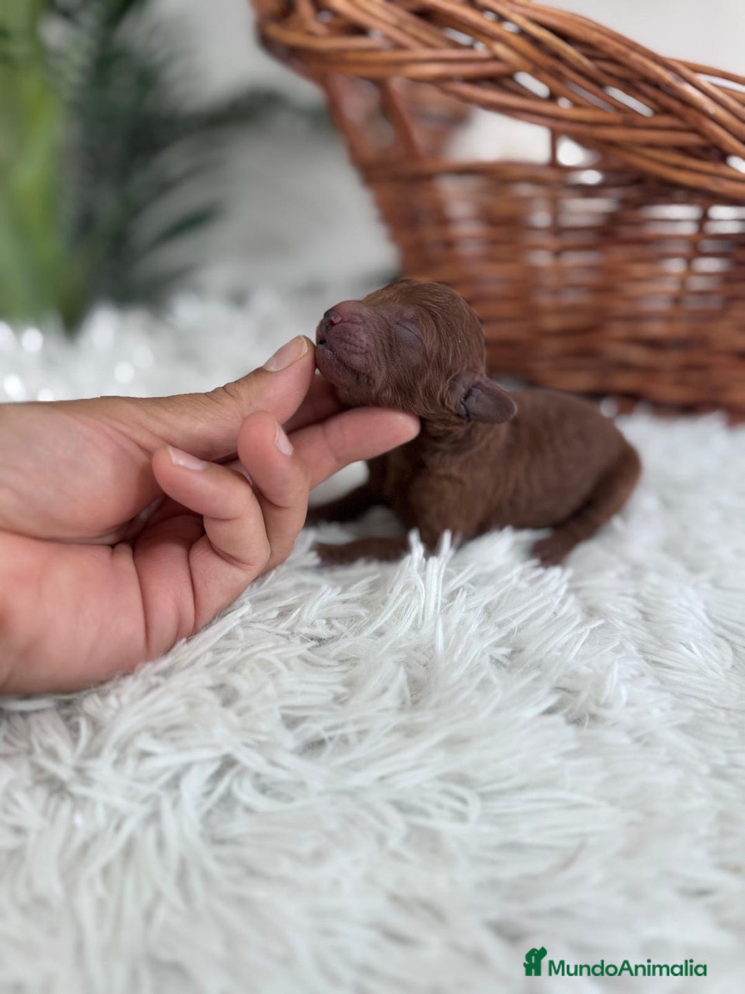 Caniche Toy perros en venta: CANICHE ROJO - Anuncio 3