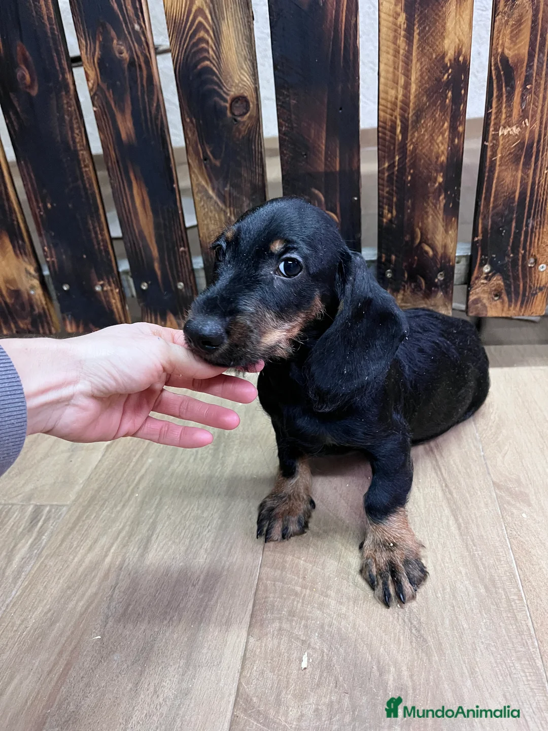 Teckel perros en venta: Teckel negro fuego pelo duro  - Anuncio 3