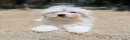 Bichón Maltés perros en venta: BICHÓN MALTÉS  - Anuncio 2