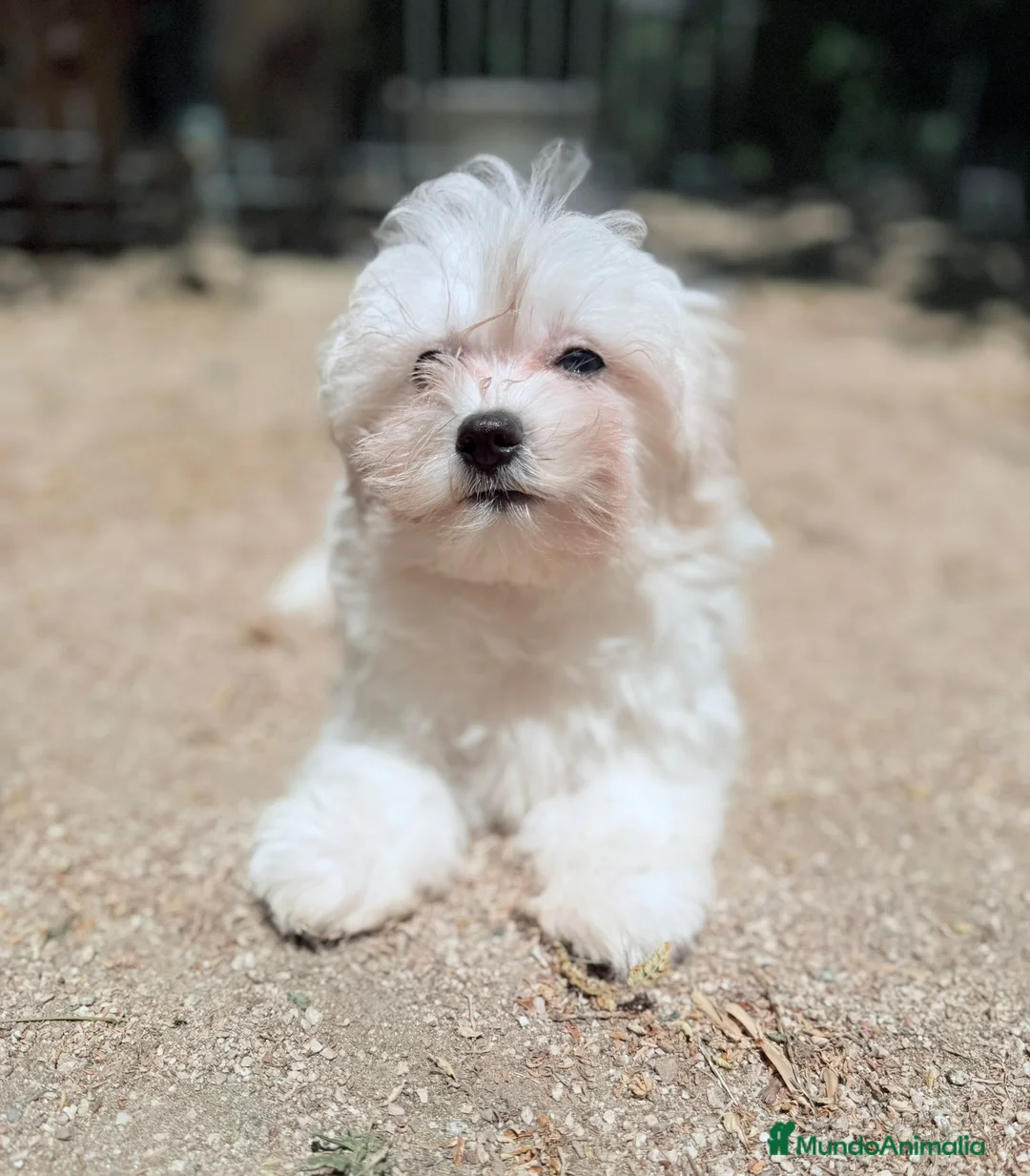 Bichón Maltés perros en venta: BICHÓN MALTÉS  - Anuncio 2