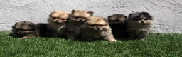 Pomerania perros en venta: Pomerania - Anuncio 13