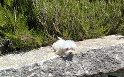 Bichón Maltés perros en venta: Bonita camada de bichón maltes - Imagen 2