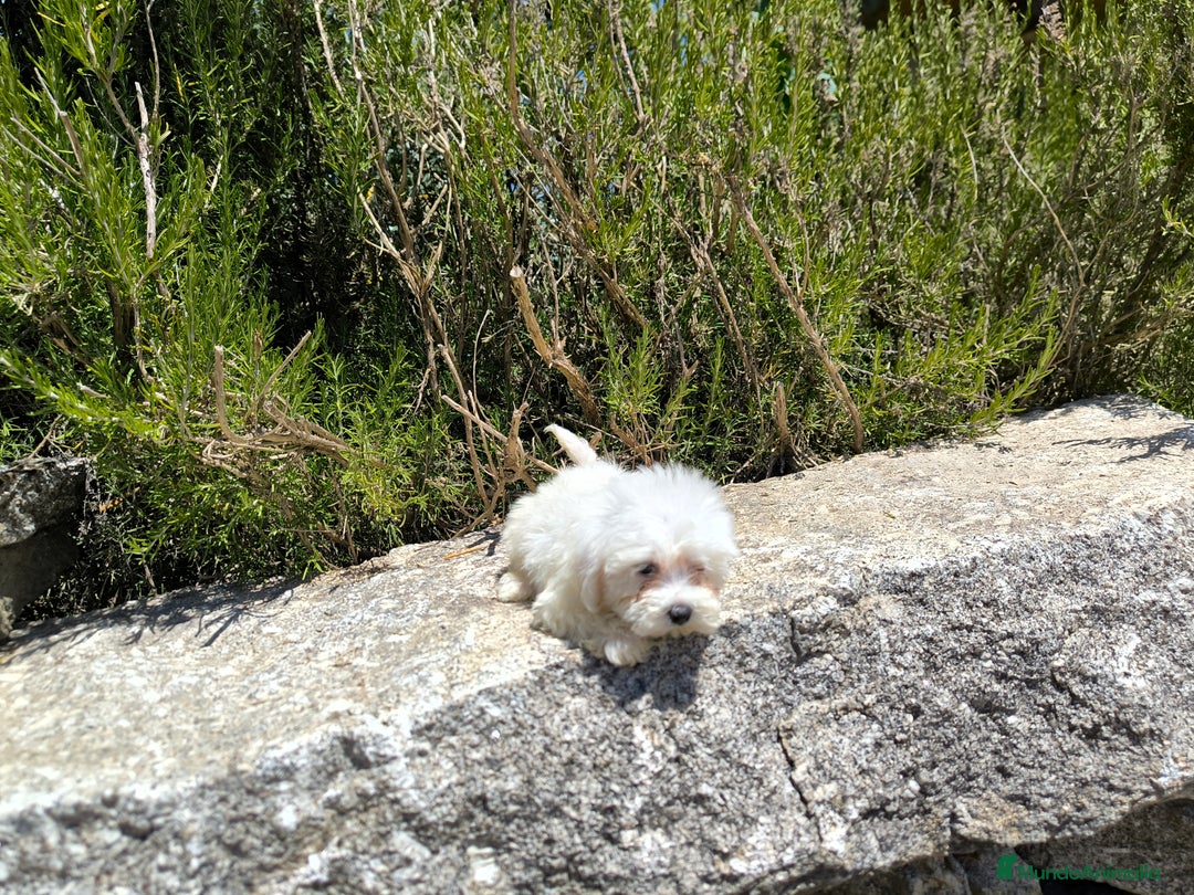 Bichón Maltés perros en venta: Bonita camada de bichón maltes - Imagen 2
