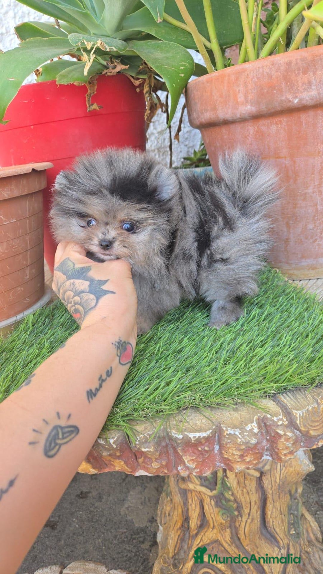 Pomerania perros en venta: Pomerania de calidad superor - Imagen 1