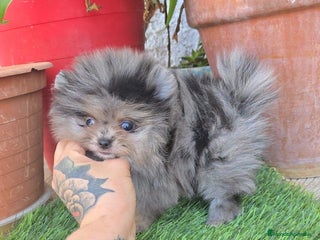 Pomerania perros - Anuncio 29
