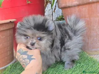 Pomerania perros Pomerania de calidad superor - Anuncio 6