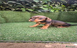 Teckel Miniatura perros en venta: teckel miniatura  - Imagen 3