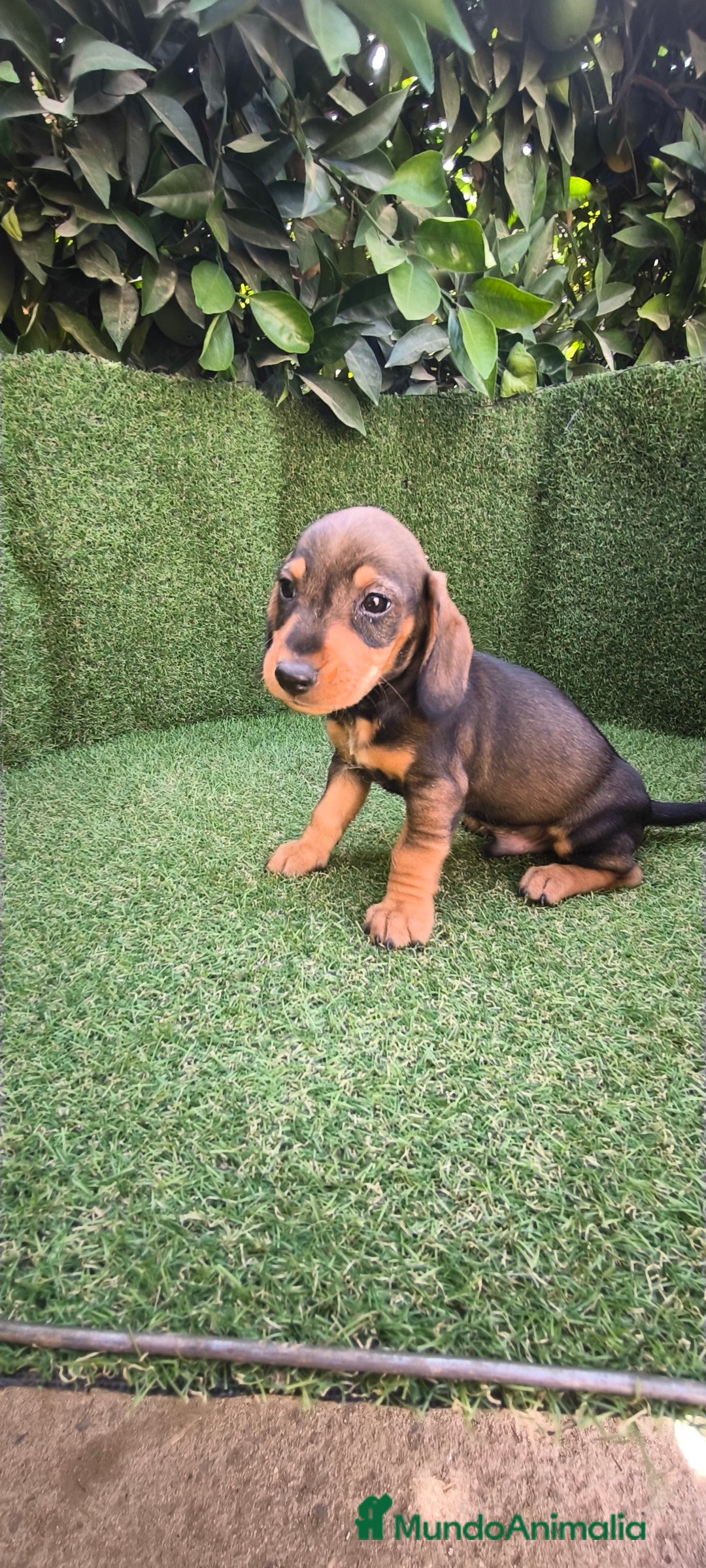 Teckel Miniatura perros en venta: teckel miniatura  - Imagen 3