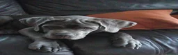 Cane Corso perros en venta: Cachorro de Cane Corso  - Anuncio 7