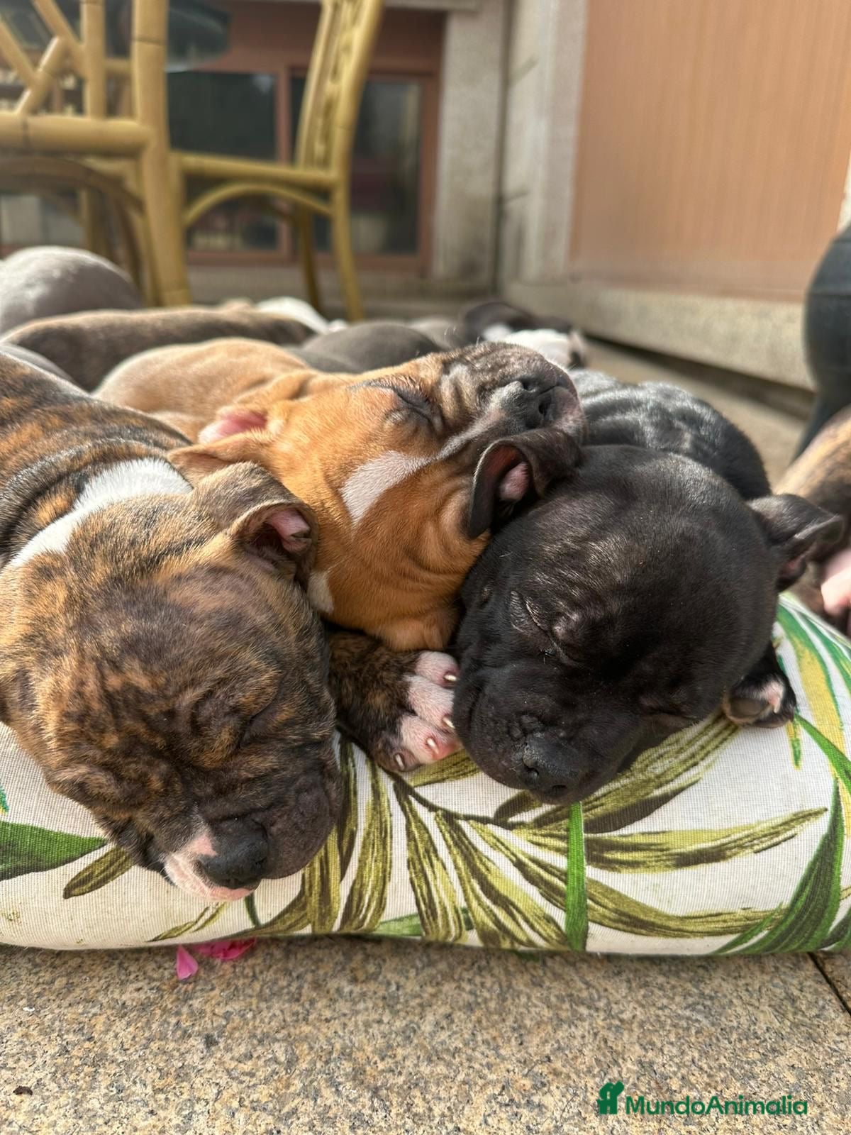 American Bully perros Cachorro American Bully - Anuncio 3