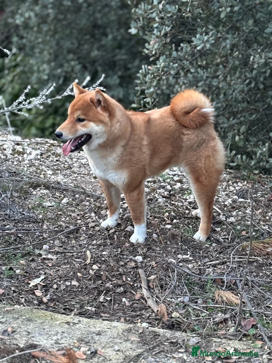 Shiba Inu perros en venta: Shiba Inu - Anuncio 1