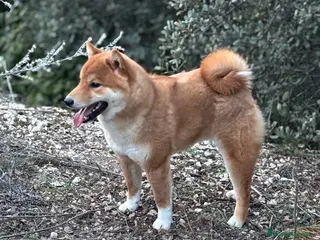 Shiba Inu perros Shiba Inu - Anuncio 1