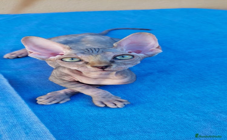 Sphynx gatos - Propaganda 1