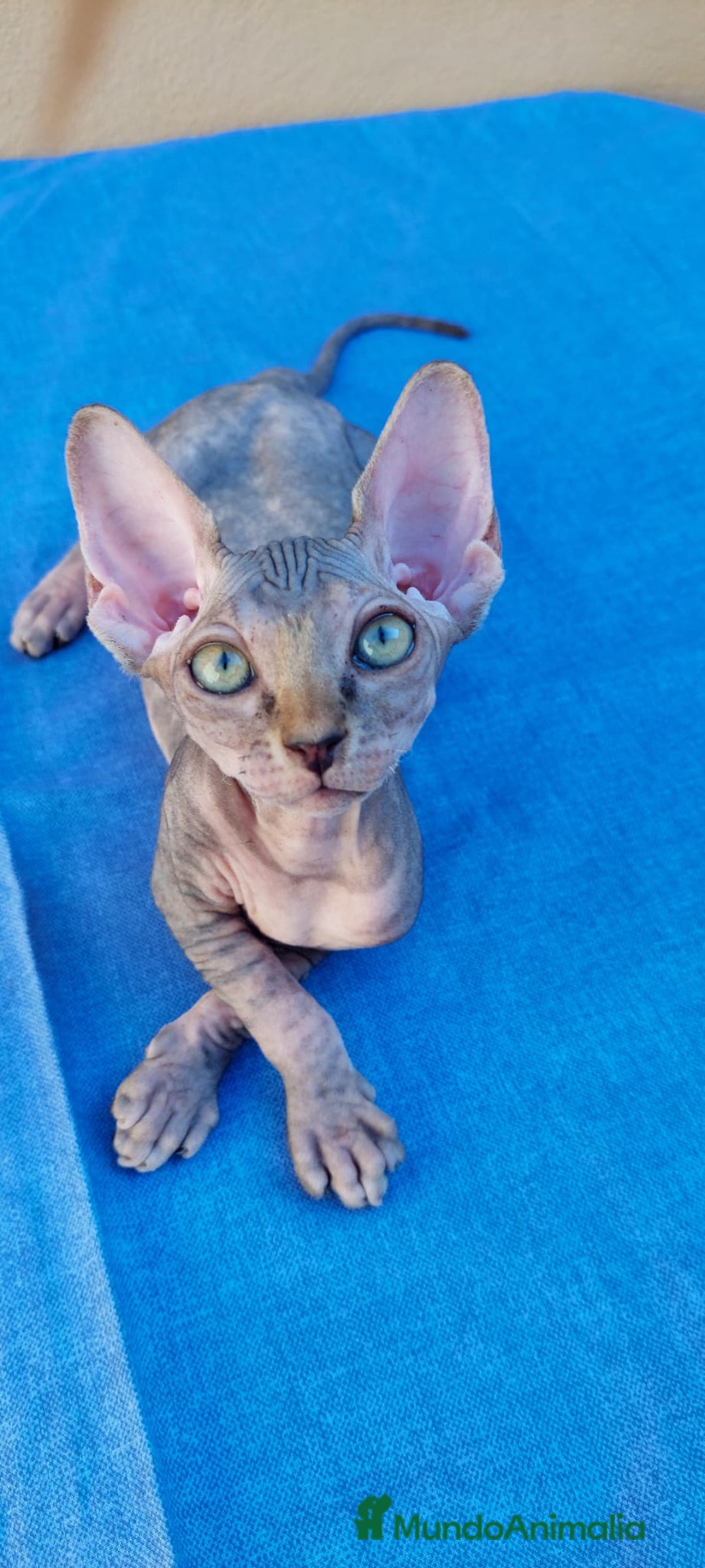 Sphynx gatos en venta: Hembrita tortuga tabby  - Imagen 1