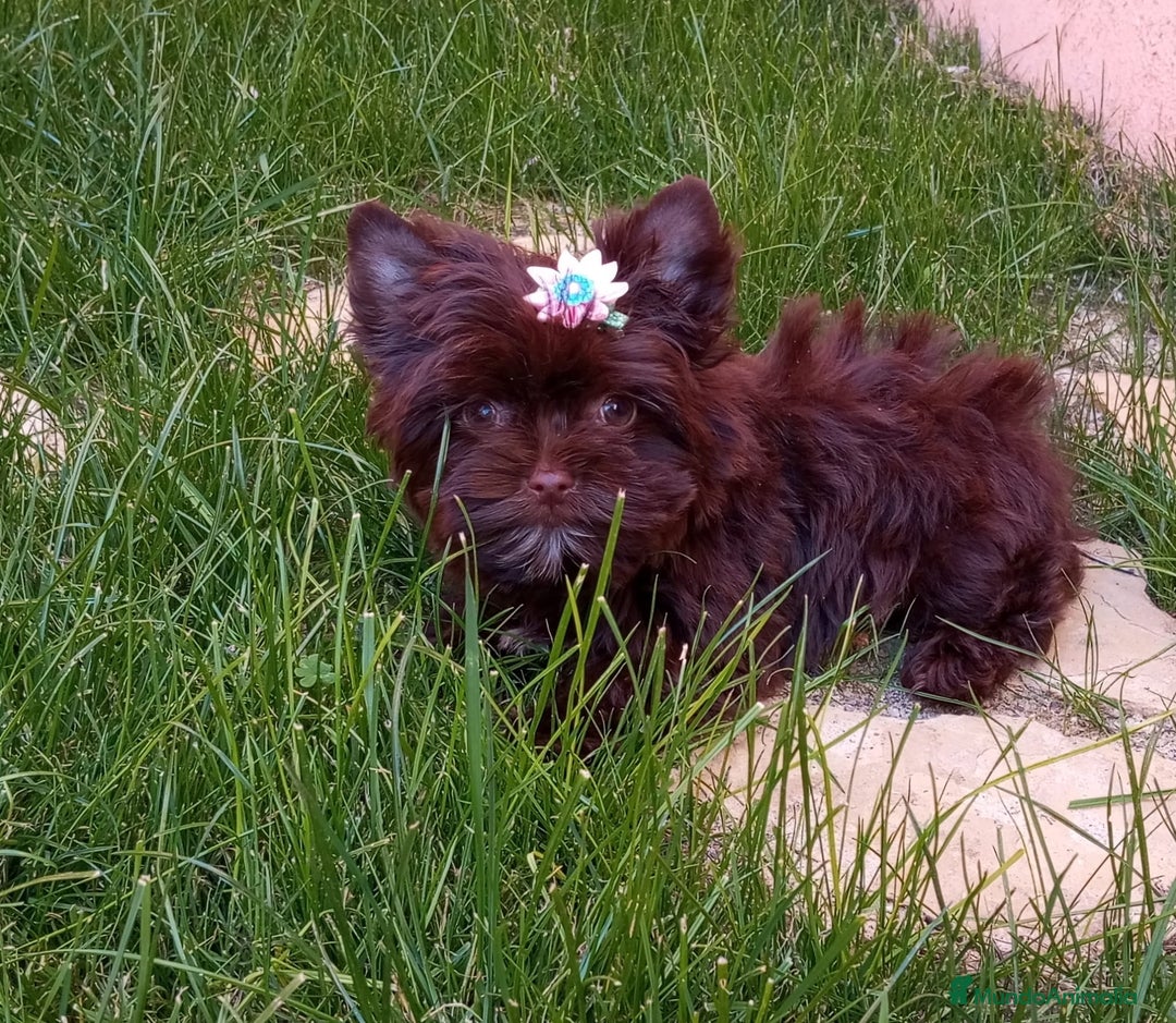 Yorkshire Terrier perros en venta: Exclusivos Yorkshire Chocolate toy - Anuncio 2